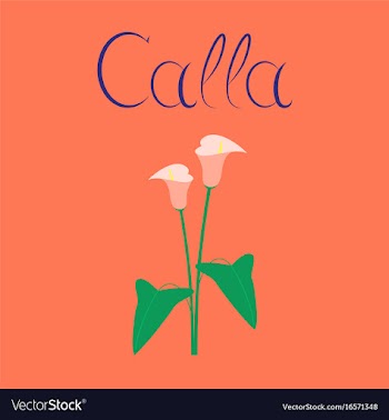 Flat on background flower calla vector image