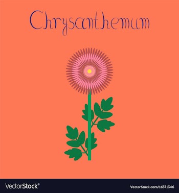 Flat on background flower chrysanthemum vector image