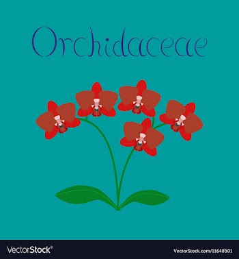 Flat on background flower orhidaceae vector image