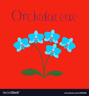 Flat on background flower orhidaceae vector image