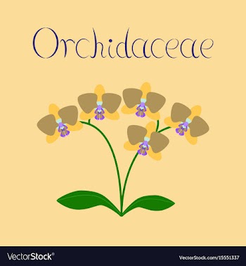 Flat on background flower orhidaceae vector image