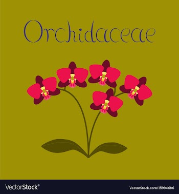 Flat on background flower orhidaceae vector image