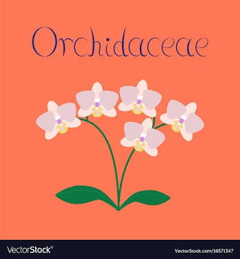 Flat on background flower orhidaceae vector image