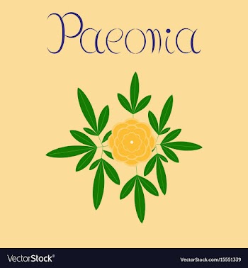 Flat on background flower paeonia vector image