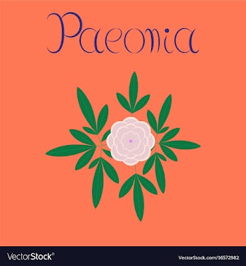 Flat on background flower paeonia vector image