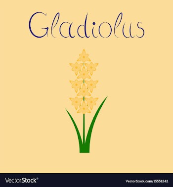 Flat on background gladiolus vector image