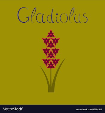Flat on background gladiolus vector image