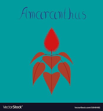Flat on background herb amaranthus vector image