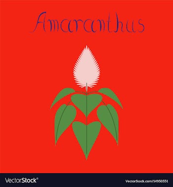 Flat on background herb amaranthus vector image