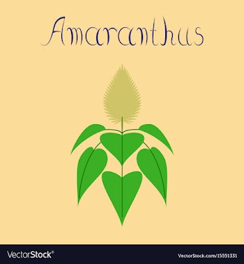 Flat on background herb amaranthus vector image