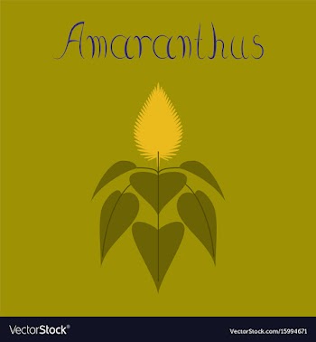 Flat on background herb amaranthus vector image