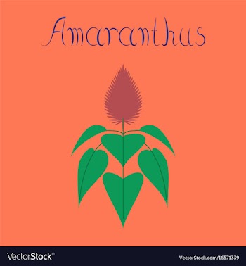 Flat on background herb amaranthus vector image