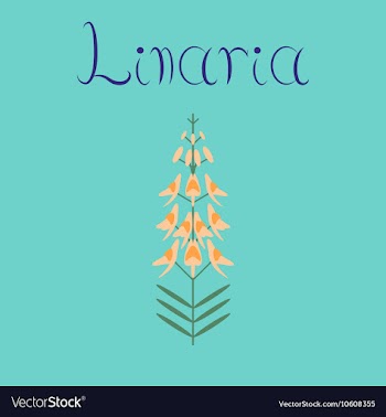 Flat on background herb Linaria vector image