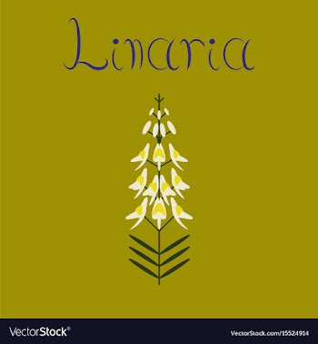 Flat on background herb linaria vector image