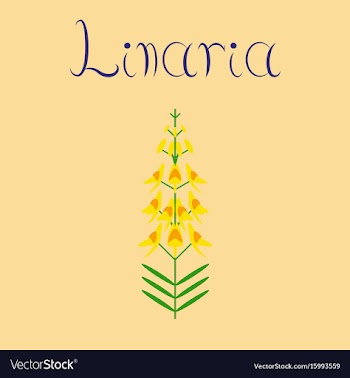 Flat on background herb linaria vector image
