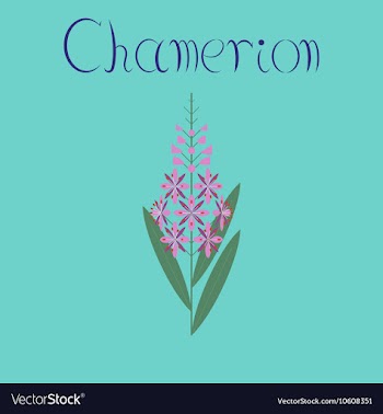 Flat on background herbal Chamerion vector image