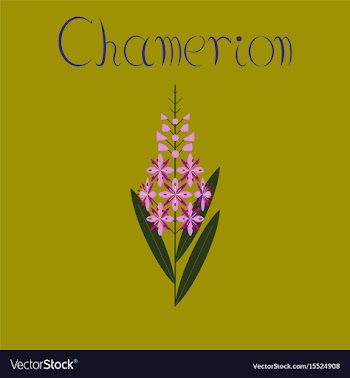 Flat on background herbal chamerion vector image