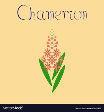 Flat on background herbal chamerion vector image