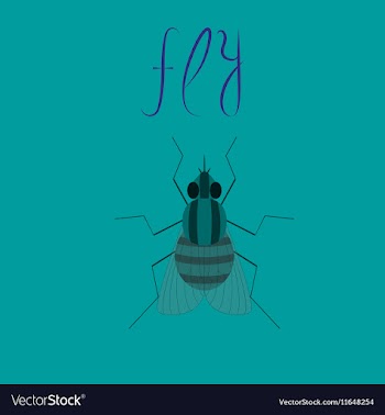 Flat on background insect fly vector image