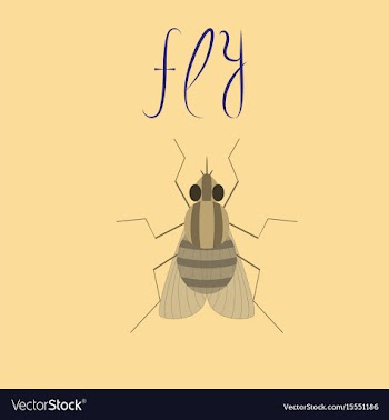 Flat on background insect fly vector image