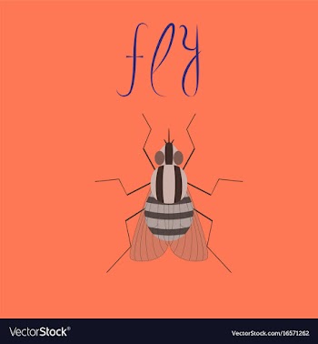 Flat on background insect fly vector image