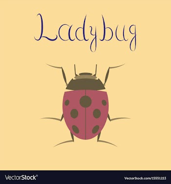 Flat on background insect ladybug vector image
