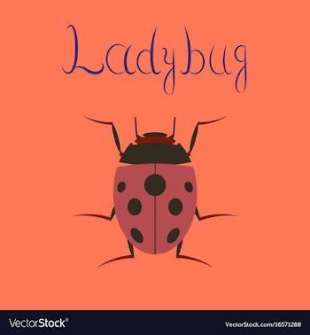 Flat on background insect ladybug vector image