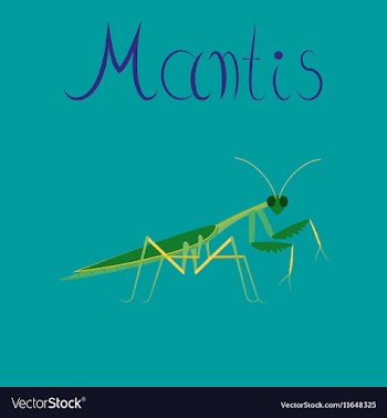 Flat on background Mantis vector image