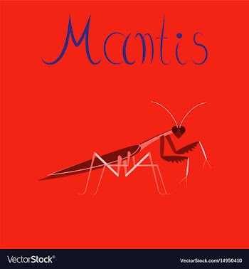 Flat on background mantis vector image