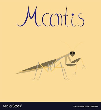 Flat on background mantis vector image