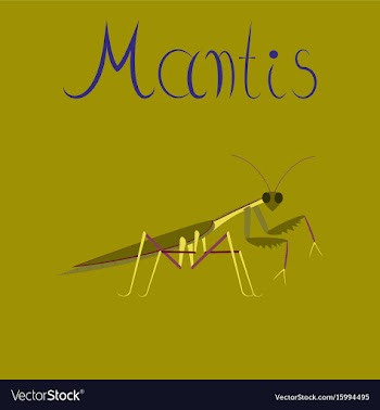 Flat on background mantis vector image