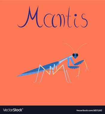 Flat on background mantis vector image