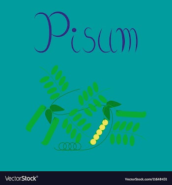 Flat on background natural pisum vector image