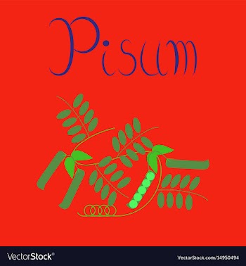 Flat on background natural pisum vector image