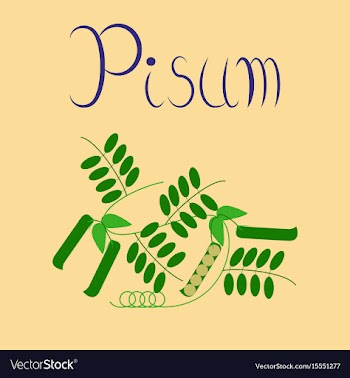 Flat on background natural pisum vector image