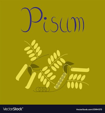 Flat on background natural pisum vector image