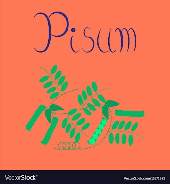 Flat on background natural pisum vector image