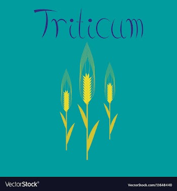 Flat on background natural triticum vector image