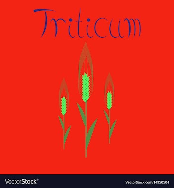 Flat on background natural triticum vector image