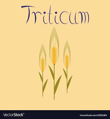 Flat on background natural triticum vector image