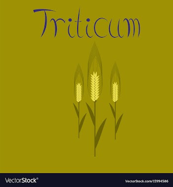 Flat on background natural triticum vector image