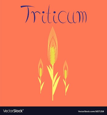 Flat on background natural triticum vector image