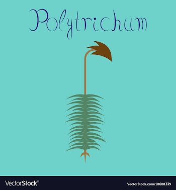 Flat on background nature plant vector image