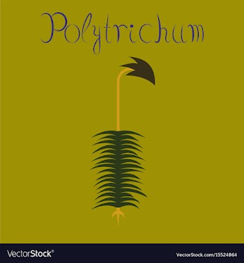 Flat on background nature plant vector image