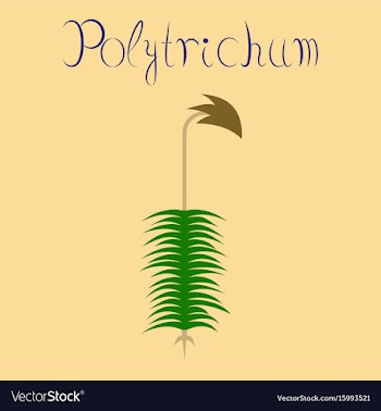 Flat on background nature plant vector image