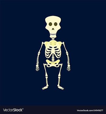 Flat on background of skeleton vector image
