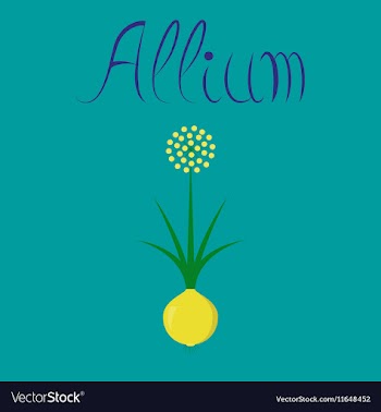 Flat on background plant allium vector image