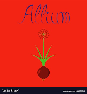 Flat on background plant allium vector image