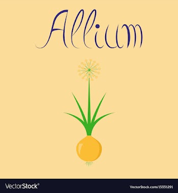 Flat on background plant allium vector image