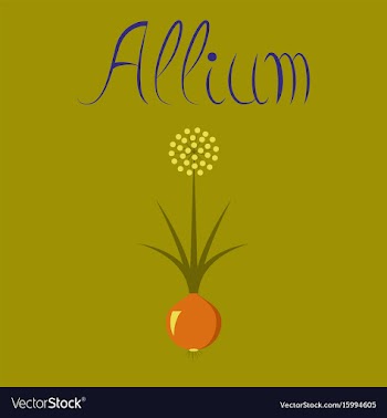Flat on background plant allium vector image